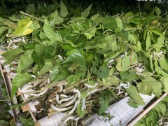 蚕が桑を食べている様子
