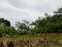 学校の敷地に植えた木は大きく成長していた