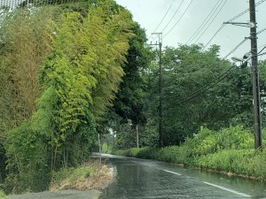 自然堤防の上。左は将監川に面した水防林としての竹林、右は屋敷林兼水防林と見えた。
