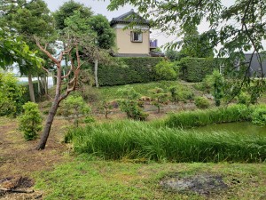 手前の池にして掘り上げた土で盛土にしている。池の位置は洪水の水流方向を意識し、屋敷林の木々は、風と洪水を意識して配置するらしい。