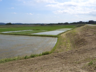 延々と続く高堤防に囲まれた水田が遊水地