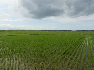 広大な水田。一周してようやく全体像が見えてきた