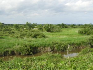 蕪栗沼。水面が見える場所は少ない。冬鳥マガンの「ねぐら」でも有名