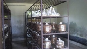 マッシュルームの栽培は鶏舎を改築して行っていた