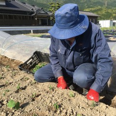 定植作業