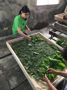 2齢の蚕への給桑の様子