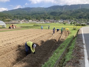 定植作業