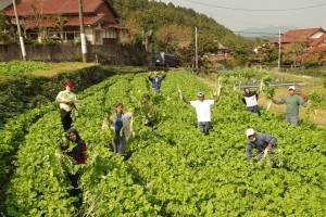 大根の収穫