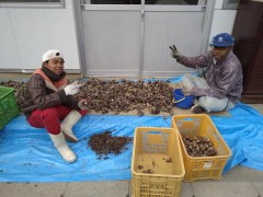 サトイモの選別。一つづつ心を込めて作業し、お客さんに買ってもらえるよう頑張っています