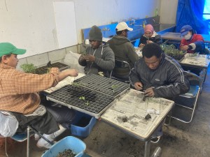 トマトの接ぎ木