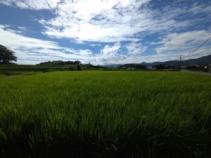 毎日、見放題の風景。グリーンツーリズムという言葉がありますが、都会育ちにとって田園風景は最高の癒しです。