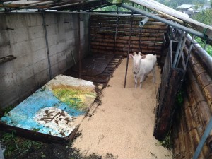 快適になった小屋でサクラも大満足の様子です!