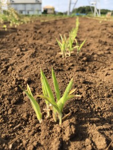 6月畑に移植したもちキビの苗。