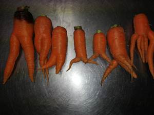マルシェをするきっかけになったニンジンたち