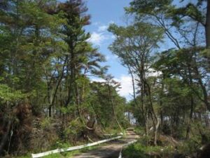 クロマツとヤマザクラが見事に混交林となっている海岸林。 （仙台市内国有林　撮影：2011年7月） 