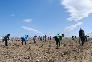 140517植栽後のお世話にボランティアが年間1,500人×8時間