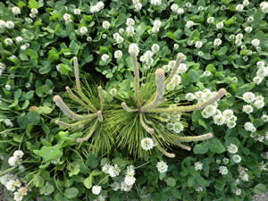 海岸林再生プロジェクト 活動ブログ