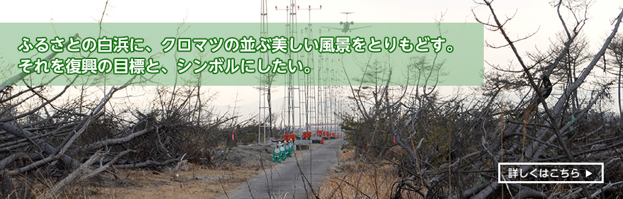 ふるさとの白浜に、クロマツの並ぶ美しい風景をとりもどす。それを復興の目標と、シンボルにしたい。